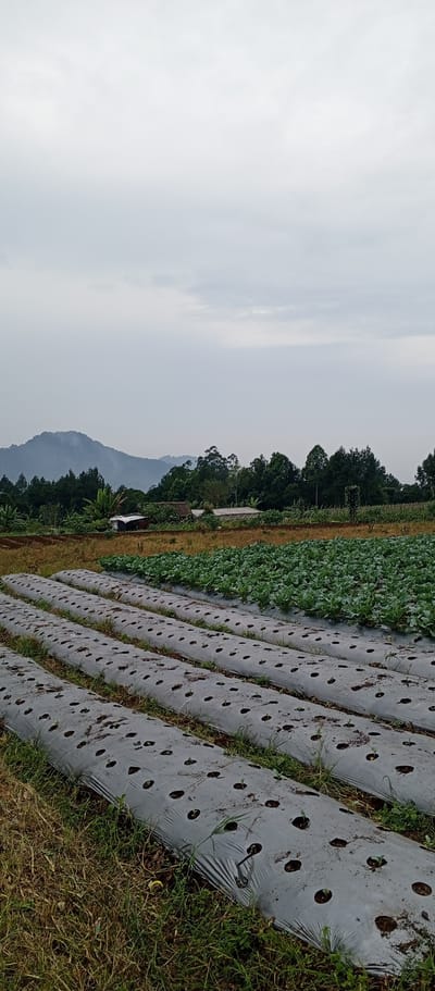 This is a vertical, eye-level, outdoor, full shot of a farm field in Weddagala, Sri Lanka. In the foreground are rows of gray plastic sheeting laid over the soil, with small holes punched in them, likely for planting. Dry grass and some green weeds grow around the edges of the sheeting. In the mid-ground, behind the plastic-covered rows, is a large field of green, leafy crops, possibly cabbage or similar vegetables. Further back, there are several small buildings, including what appears to be a shed or simple house, and a greenhouse structure. The background features a dense line of dark green trees, beyond which rolling hills and a misty mountain range are visible. The sky is overcast and a dull gray. There are no people or animals visible in the image.