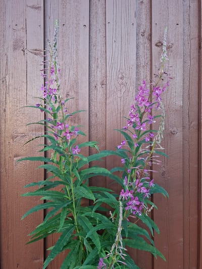 Two tall stalks of pink fireweed flowers are set against a rustic brown wooden wall. The flowers are in various stages of bloom, with some fully open and others still in bud. The wall is constructed of vertical wooden planks, showing a weathered texture and visible grain. The scene is outdoors and appears to be in a natural setting, possibly a garden or a rural area in Mänttä-Vilppula, Finland. There are no people or animals present in the image.