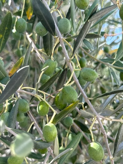An extreme close-up, medium-shot captures the branches of an olive tree laden with unripe green olives. The olives are oval-shaped and vary in size, with some appearing smooth and others exhibiting faint speckles. The leaves are elongated and dark green, some showing hints of yellowing, indicating seasonal change. The branches are thin and woody, crisscrossing the frame. The background is a soft blur of green foliage and hints of bright blue sky. The overall impression is one of natural abundance and detail. This image was captured in Almada, Portugal.