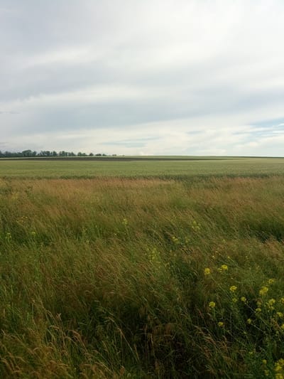 The image depicts a wide, open landscape under a cloudy sky. In the foreground, tall, dry grass with scattered yellow wildflowers sways in the wind. Behind this, a field of green crops stretches towards the horizon. A line of trees forms a dark band against the lighter green of the fields. The sky is a pale gray with streaks of white clouds. The scene appears to be a rural area in Zelenyi Hai, Ukraine, characterized by agricultural fields and natural vegetation. No people or animals are visible.