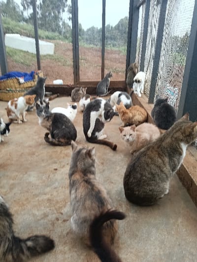The image displays an indoor animal enclosure, likely a cat sanctuary, with a concrete or hard-packed dirt floor. Approximately 20 domestic cats of varying breeds and colorations (tabby, calico, black, white, ginger, and bi-color) are observed. Most cats are sitting or resting on the floor. A black and white cat in the central foreground is actively grooming its left flank. A white cat is positioned on a wooden ledge against a mesh fence on the right side of the enclosure. In the background, visible through the mesh, is an outdoor area characterized by dry, reddish-brown soil and sparse vegetation under an overcast sky. A light-colored, possibly concrete, structure is present in the far-left background. A woven basket containing blue fabric is situated on the left side of the enclosure. No human subjects are present. The specific location in Limuru East ward, Kenya, is not discernible from the visual evidence provided.