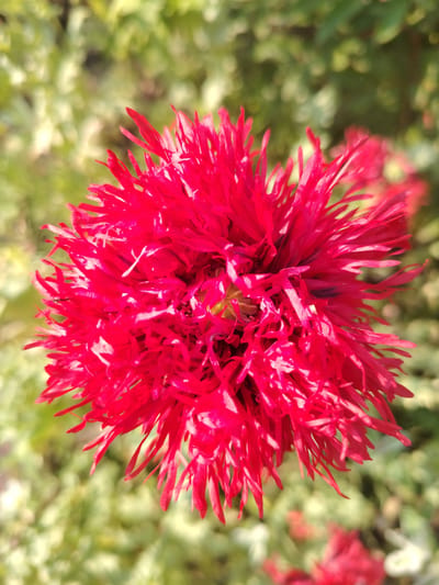 This media file is a close-up, top-down shot of a vibrant red, multi-petaled flower, possibly a poppy, set against a softly blurred background of green foliage. The flower's petals are fringed and appear delicate, with some showing hints of white at their tips. Sunlight catches the petals, creating bright highlights and adding depth to the bloom. The background is out of focus, suggesting a shallow depth of field and drawing the viewer's attention to the central subject. There are no people or visible text in the image. The lighting suggests it was taken during the daytime, likely outdoors in a garden or natural setting. The overall mood is serene and highlights the beauty of the flower.