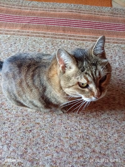 A tabby cat is resting on a carpeted floor. The cat is lying down, curled up, with its head turned to the side. Its fur is a mix of brown, black, and gray stripes. The cat has yellow eyes and long white whiskers. The carpet is a light brown color with a flecked pattern. In the background, there is a striped rug with horizontal bands of orange, red, and brown. The scene is indoors and appears to be a domestic setting. There is no indication of the location being in Mykolaivka, Ukraine.