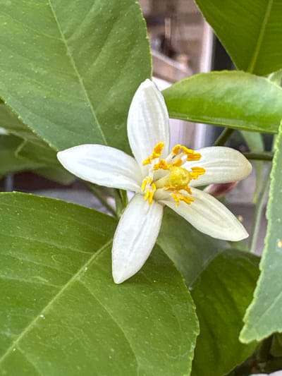 A close-up, eye-level, vertical shot showcases a single white citrus flower with five petals and bright yellow stamens, nestled amongst lush green leaves. The background is blurred, suggesting an outdoor setting that is likely a garden or backyard in Elin Pelin, Bulgaria, given the presence of flora typically found in such environments. The lighting appears natural, possibly from daylight, highlighting the delicate textures of the petals and leaves. There are no people or animals visible in the image.