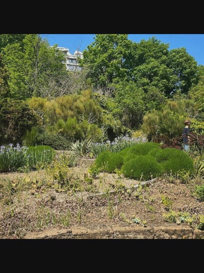 The image depicts a lush garden scene with a modern building visible through the trees in the background. In the foreground, there is a variety of flora, including low-lying green bushes, tall grassy plants, and some purple flowers. A person, a child with blonde hair wearing a dark blue shirt and jeans, stands to the right, looking away from the camera towards the garden. The environment appears to be a well-maintained park or botanical garden on a sunny day, with a clear blue sky overhead. The location is specified as Saint-Août, France.
