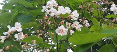 This is a close-up, low-angle, outdoor, full-shot photograph of a blooming Catalpa tree. The image is dominated by large, heart-shaped, green leaves and clusters of white, trumpet-shaped flowers with pink and red speckles. Some dried seed pods are also visible on the branches. The lighting suggests it is daytime, with soft natural light filtering through the canopy. The background is a blurred mix of more green leaves, branches, and hints of a lighter sky. The location is not specified in the image data.