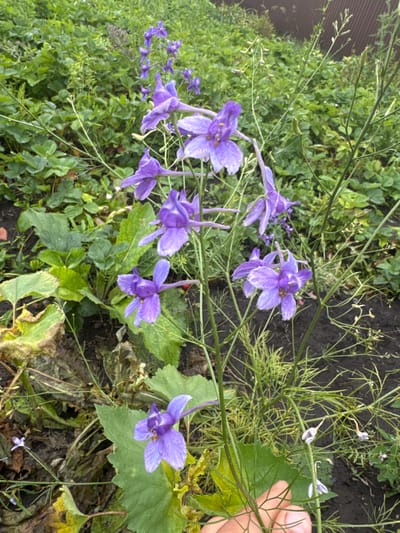 In Otradny, Russia, an outdoor scene features several purple delphinium flowers in bloom. The flowers are characterized by their tall spikes and delicate petals. The surrounding environment consists of lush green foliage, dark soil, and a rustic brown fence in the background. The image captures the natural beauty of a garden setting, with the delphiniums standing out as the central focus.