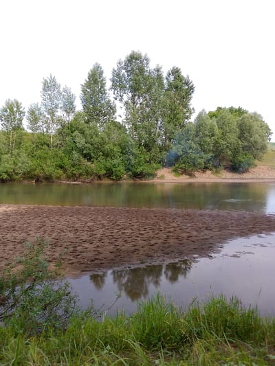 The image depicts a natural landscape scene with a river and its banks. The foreground is dominated by tall green grass and some yellow wildflowers. Behind the grass, a sandy bank with visible footprints stretches into the river. The river itself is calm and reflects the trees and sky. The background features a dense line of deciduous trees and foliage, suggesting a wooded area. The sky is overcast and white, indicating a cloudy day. The scene appears to be located in a rural or natural setting, possibly near the village of Novozykove, Russia, given the provided context. There are no people or specific man-made structures visible in the image, focusing solely on the natural environment.