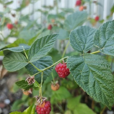 The image shows a close-up of a raspberry bush with ripe red raspberries and green leaves. In the background, a white fence is visible. The scene appears to be outdoors, likely in a garden or backyard. There are no people or animals in the image. The focus is on the berries and foliage, with the background slightly blurred. The lighting suggests it is daytime. The image provides a detailed view of the texture and form of the raspberries and leaves, highlighting their natural appearance. The presence of a fence in the background may indicate a domestic setting. The location in Ақкемер, Kazakhstan is not visually discernible from the image content itself.