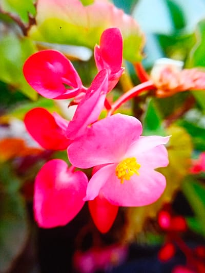 A vibrant, close-up shot features a pink begonia flower with bright yellow stamens. The petals exhibit varying shades of pink, drawing the eye to the delicate structure. Surrounding the flower are lush green leaves, some tinged with reddish hues, creating a rich color palette. The image captures the flower in sharp focus against a blurred background.