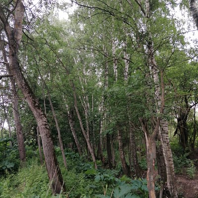 The image shows a forest scene with numerous birch trees with white, papery bark and dark markings, interspersed with other deciduous trees with darker, rougher bark. The trees are densely packed, creating a thick canopy of green leaves overhead. The ground is covered with lush green vegetation, including tall leafy plants, and some smaller undergrowth. The lighting suggests an overcast day. The scene depicts a natural wooded area, likely within the city of Yudin, Russia, characterized by its abundance of birch trees and verdant undergrowth. There are no people or animals visible in the image.