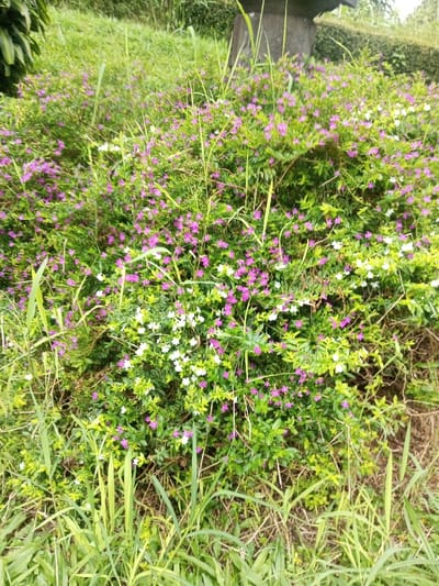 A vibrant patch of green foliage is dotted with small, delicate flowers. Most are a deep pinkish-purple while others are a clean white. Long blades of grass pierce through the foliage, reaching upward. Behind the flowers are taller grasses and a concrete structure, blending seamlessly with the verdant landscape. The shot is taken outdoors, likely on a hillside.