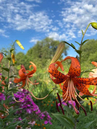 In Parushino, Kazakhstan, a close-up shot captures vibrant orange lilies with black spots, their petals gracefully curved. In the background, a blur of pink and orange flowers creates a colorful garden setting, while lush green trees and a bright blue sky dotted with white clouds complete the scene. The image is composed to highlight the intricate details of the lilies, with some buds still closed, suggesting a blooming garden under a clear sky.