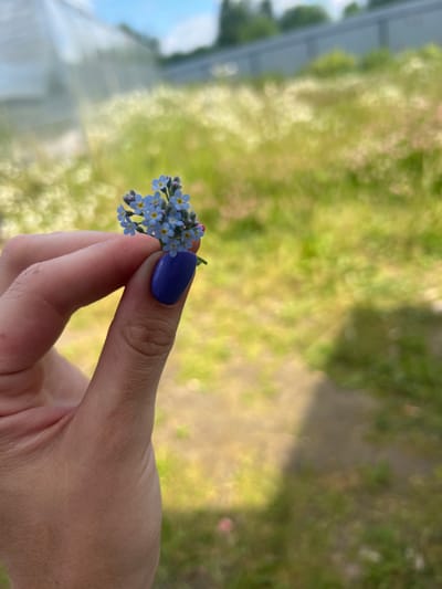 A close-up, eye-level shot shows a person's hand with dark purple nail polish holding a small cluster of delicate blue forget-me-not flowers. The background is a blurry expanse of green grass, suggesting an outdoor setting. A hint of a greenhouse structure is visible in the upper left corner, also out of focus. The overall scene appears to be in a rural or garden environment. No specific details about the city of Лазарево, Russia, can be determined from the image itself.