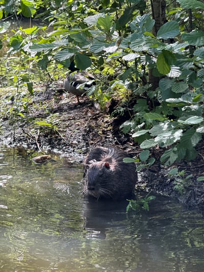 A nutria is partially submerged in a body of water near the bank, with its back and head visible. Behind the nutria, on the muddy bank, is a duck with its back to the camera. The environment is lush and green, with dense foliage and trees overhanging the water. The scene appears to be in a natural setting within the city of Klemyatino, Russia, possibly a park or a quiet canal.