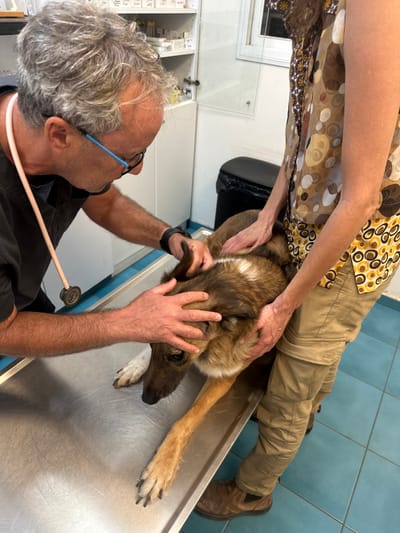 The scene depicts an interior view of a veterinary clinic located in Kfar Vitkin, Israel. A male veterinarian, with grey, curly hair, dark-framed glasses with blue temples, and wearing dark scrubs and a pink stethoscope, is positioned on the left side of a stainless steel examination table. He is leaning over a medium-to-large dog, placing both hands on its head and neck area. The dog, a possible German Shepherd mix with brown, tan, and white fur, lies prone on the table, looking downwards, appearing subdued. To the right, a second individual, partially visible, stands beside the table, wearing a patterned brown, white, and yellow shirt and khaki cargo pants. Their hands are placed on the dog's back and torso, providing support or comfort. In the background, white shelving units stocked with various small containers are visible on the left, while a white wall section with a clear panel and a black waste bin are on the right. The floor is light blue tiled with a darker blue border along the wall.