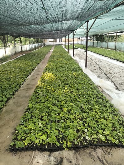 The image depicts a greenhouse in Aktam (Tashminvody), Uzbekistan, filled with rows of young strawberry plants in black plastic trays. A green mesh shade cloth covers the top of the structure, supported by metal poles. The ground inside the greenhouse appears to be sand with some white plastic sheeting laid out in places. The plants are lush and green, suggesting a well-maintained nursery. There are no people visible in the image. The scene is ordered and appears to be focused on plant cultivation.