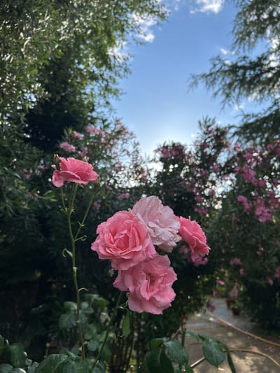 The image depicts a cluster of delicate pink roses in the foreground, with water droplets clinging to their petals, suggesting recent rain or dew. The roses are in various stages of bloom, with some fully open and others still budding. Behind the roses, a lush green garden is visible, filled with more pink flowers, likely oleander, and abundant foliage. The backdrop transitions to a bright blue sky with scattered white clouds, and the sun is shining, creating a soft, diffused light that highlights the scene. The angle of the shot is upward, as if looking through the branches of trees towards the sky. The overall impression is one of natural beauty and tranquility, evoking a peaceful garden setting on a pleasant day. The location is identified as Polenitsa, Bulgaria. There is no visible text in the image.
