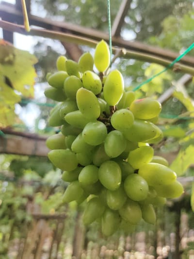 A bunch of ripe, green grapes hangs from a vine, illuminated by natural light. The grapes are oval-shaped and clustered closely together. The background is softly blurred, showing hints of green leaves and branches, suggesting an outdoor setting, possibly a vineyard or garden. The image does not contain any specific information to determine a location in the city of Puloblang, Indonesia.