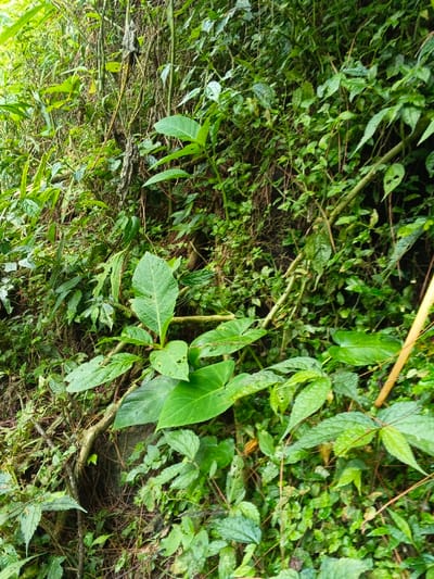 The image presents a dense and lush natural scene, likely a tropical forest or jungle, consistent with the provided location context of Desa Mburukulu, Indonesia. The entire frame is filled with an intricate array of green foliage, dominated by various plant species growing closely together.
Numerous types of plants are visible, including those with broad, heart-shaped or spade-shaped leaves in the lower and central areas, along with smaller, more elongated leaves and delicate vines intertwining throughout the vegetation. The leaves display a range of green shades, from deep emerald to lighter, brighter hues, and some show minor signs of wear, such as small holes. Stems and branches are interwoven, creating a complex texture. A notable feature on the right side of the frame is a light-colored, possibly dried or yellowish, bamboo-like stem or branch that stands out against the green backdrop.
The vegetation is extremely dense, almost completely obscuring any underlying ground or larger tree trunks, though darker shadows hint at depth within the foliage. The lighting is soft and diffused, suggesting either an overcast sky or a heavily shaded area, indicating daytime without direct sunlight. There are no people, animals, man-made objects, or discernible activities taking place in the image. No visible text is present. The overall impression is one of vibrant, untamed nature in a humid, tropical environment.