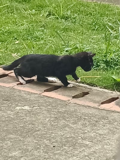 A black cat with white paws walks along a cracked brick edge bordering a concrete surface and grassy area. The cat is low to the ground, its gaze directed towards the right side of the frame. The background consists of lush green grass. The cat's tail is extended behind it, and its ears are perked up. The overall scene is a natural outdoor environment.