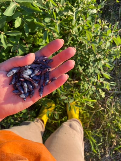 A person's hand holds a pile of dark blue, elongated berries, possibly haskap berries, against a backdrop of green foliage and grass. The person is wearing tan pants and bright yellow rubber boots. The scene appears to be outdoors, in a natural environment. The location is in the city of Kaltan, Russia.