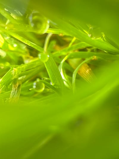 The image is a close-up, macro photograph of blades of green grass, possibly with dew drops on them. The focus is shallow, creating a blurred foreground and background of soft, vibrant green hues. Some blades of grass show texture and striations, and there are hints of yellowing or dried sections on some of the blades. The lighting appears to be natural, illuminating the scene with a bright, almost ethereal glow. The image does not contain any identifiable landmarks or features that would indicate a specific location within the city of Baryshevo, Russia, or any other urban environment. The subject matter is exclusively natural vegetation.