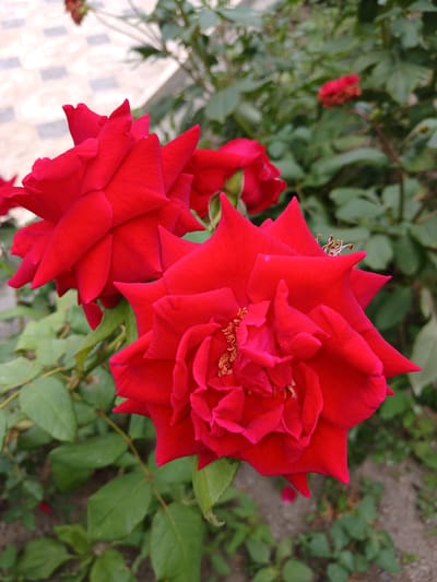 A close-up, eye-level, outdoor shot captures two vibrant red roses in full bloom. The rose in the foreground is dominant, its velvety petals unfurling in intricate layers. The second rose, to the left, is partially obscured, with its petals also spread wide. Both flowers exhibit a rich, saturated red hue. Surrounding the roses are lush green leaves, some slightly blurred, indicating a natural garden setting. In the background, out-of-focus elements suggest paving stones and more greenery. The overall lighting is soft, highlighting the texture and color of the roses. This scene is located in Novaya Kosa, Russia.