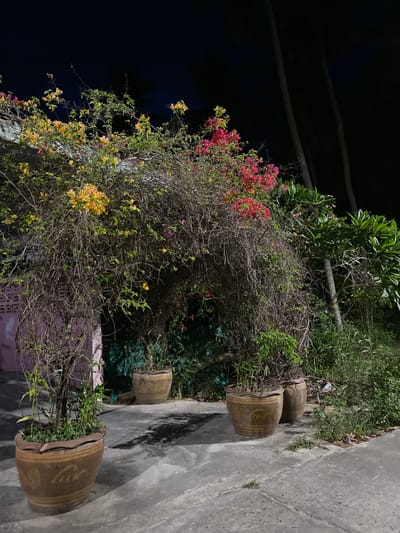 The image depicts an outdoor scene in Baan Kai, Thailand, at night. The primary focus is on potted bougainvillea plants in large, brown, cracked ceramic pots arranged along a gray concrete pathway. One plant features red and pink flowers, while another displays yellow blooms. The pathway leads towards a dark background with trees and foliage. A faint purple structure is visible behind the plants. Two unplanted ceramic pots are located in the top-right of the image. Overhead power lines are present in the upper-left.