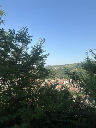 The image shows a view of the city of Santo Stefano Belbo, Italy, from a slightly elevated position, partially obscured by foliage. In the foreground, dense green trees and plants frame the scene. To the left, a large tree with compound leaves dominates the view. To the right, tall, reedy plants with long, slender leaves are visible. In the middle ground, the city of Santo Stefano Belbo unfolds, characterized by buildings with terracotta roofs and some taller structures, including what appears to be a church tower. The city is nestled amongst rolling hills covered in lush green vegetation, likely vineyards, a characteristic of the Piedmont region. The sky above is a clear, bright blue, indicating a sunny day. The overall impression is one of a scenic vista of a rural Italian town, viewed from a natural, vegetated overlook.