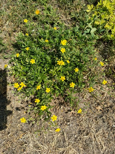 This is a medium-shot, top-down photograph of a patch of small, yellow wildflowers growing amongst dry grass and other green foliage. The flowers have five petals and are scattered throughout the central bush of the image, with some also appearing in the surrounding dry grass. The foliage of the flowering plant is a vibrant green and has deeply lobed leaves. To the right of the main flowering plant, there is a section of lighter green, possibly yellowing, broad leaves. The ground is covered in a mix of dry, straw-like grass and bare soil, with some shadows suggesting direct sunlight.

The scene appears to be outdoors in a natural, uncultivated setting, likely a field or roadside verge. The time of day is suggested to be daytime due to the presence of shadows. The weather appears to be sunny and dry, given the condition of the grass. No people or specific objects are visible, and no text is present in the image. The overall impression is one of a common, unadorned natural landscape.
