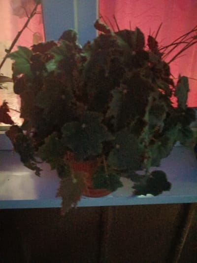 A potted plant with dark green leaves sits on a blue surface. The background is blurry and appears to be a pink wall. The plant is dense and leafy, with some of its leaves drooping downwards. The pot is a reddish-brown color. There is a thin, dark branch extending from behind the plant towards the upper left corner of the image. The image is dark and slightly grainy.