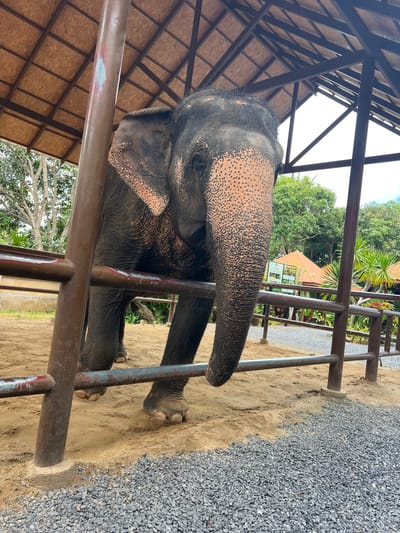 An elephant stands inside a covered enclosure with a gravelly ground and sandy areas. The enclosure has a brown roof supported by brown metal poles and beams. The elephant is dark gray with pinkish patches and black spots on its face and ears. It is facing forward and slightly to the right, with its trunk hanging down. There are horizontal metal bars in front of the elephant, forming a barrier. In the background, there are trees, tropical plants, and structures with orange roofs. The location is identified as Baan Thurian, Thailand.