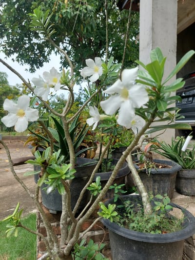 The image depicts an outdoor scene, likely a garden or yard, with potted plants as the primary focus. In the foreground, a desert rose plant with white flowers and green leaves is prominently displayed. It has a thick, gnarled trunk and several branches. To the right of the desert rose, an aloe vera plant in a black pot is visible, characterized by its spiky, green leaves. Behind these, other potted plants, including what appears to be more aloe vera and other greenery, are arranged. A concrete pillar and a portion of a building are present on the right side of the frame, suggesting a residential or semi-urban setting. A black car with a license plate is partially visible in the background. The ground is a paved surface, and there is some grass and a brick wall visible. The overall impression is of a well-maintained, albeit somewhat cluttered, outdoor planting area. The location is identified as Geulumpangsulu Timu, Indonesia.