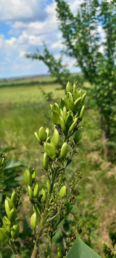A close-up, vertical, outdoor, eye-level shot captures a cluster of green, unopened seed pods on a plant stem. The pods are elongated and plump, arranged densely along the stem. The background is a soft, blurred landscape under a partly cloudy sky, suggesting a rural or natural setting. The foliage is lush green, with a hint of a tree on the right side of the frame. The scene is bathed in natural daylight. The image was taken in Zolota Poliana, Ukraine.