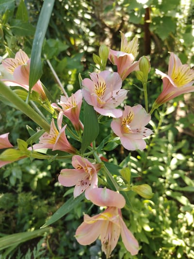 This image captures a cluster of pale pink Alstroemeria flowers, also known as Peruvian lilies, blooming in a garden. The flowers feature delicate yellow and dark reddish-brown streaks on their petals, and some are in various stages of bloom, with buds visible. The background is softly blurred, suggesting a natural outdoor setting with green foliage and dappled sunlight. The image appears to be taken in a residential garden in Tavaksay, Uzbekistan, given the context provided. There are no people or animals present in the scene. The lighting indicates it is daytime, likely with the sun filtering through leaves.