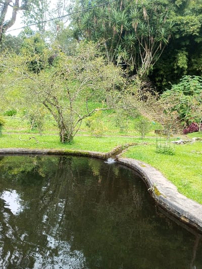 A serene landscape features a pond with a concrete edge, reflecting the surrounding greenery. Trees and grass populate the background, creating a natural setting. A small water outlet can be seen in the pond's edge. The pond's surface shows dark reflections of trees.