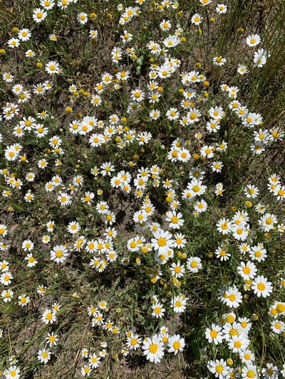 The image shows a dense field of daisies with yellow centers and white petals, scattered across dry, earthy ground with sparse green vegetation. Some closed buds and dried stalks are also visible amongst the flowers. The lighting suggests a sunny day. There are no people or animals present in the scene. This appears to be a natural, outdoor setting, possibly a meadow or field. There is no specific information about the location in Hostomel, Ukraine.