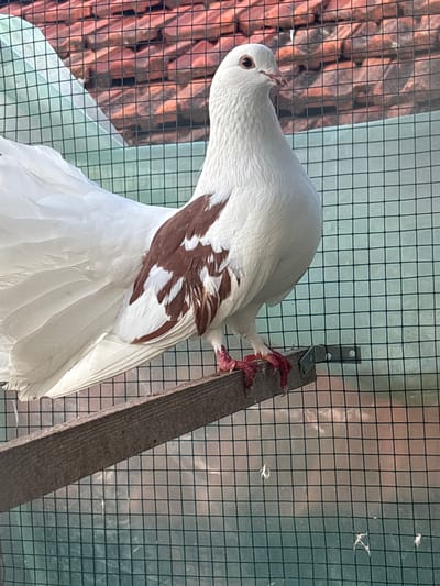 A white pigeon with brown markings on its wings is perched inside a wire cage. The cage is located in what appears to be an outdoor setting, possibly a backyard or a similar enclosure. Behind the cage, there are structures with visible brick or tile work, suggesting a building or part of a building. The location is Kukorevo, Bulgaria. The pigeon's feet are on a wooden perch.