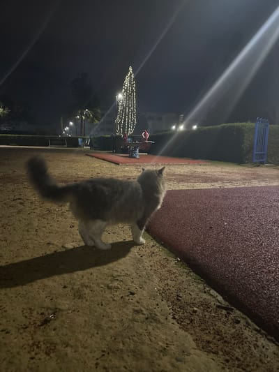 An outdoor night scene depicts a fluffy, long-haired gray and white cat standing on a light-colored, possibly sandy or concrete, ground in what appears to be a park or playground. The cat is positioned in the mid-right of the frame, facing away from the camera and looking towards the left. Its shadow stretches long on the ground, cast by an unseen light source.

To the right of the cat, a section of a reddish-brown, textured, rubberized surface is visible, likely part of a playground area. In the mid-ground, a playground structure, possibly a spring rider, can be seen. Further left, a tall, slender Christmas tree is brightly illuminated with numerous white string lights, creating a festive focal point.

The background is dark, indicating nighttime. Several bright artificial lights are scattered throughout the scene, casting strong beams and creating halos in the dark sky. Silhouettes of buildings and dense foliage, possibly bushes or trees, are visible in the distance. On the far right, a blue metal fence or structure is partially visible. The overall setting suggests a public recreational space during the evening. No visible text is present in the image. The provided context indicates the location is Engomi̇ Lefkoşa, Cyprus.