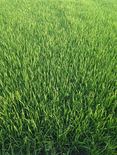 The image displays a dense, uniform field of vibrant green plant shoots, consistent with a rice paddy, located in Hội An Đông Ward, Vietnam. The entire frame is filled with these slender, upright plants, which exhibit varying shades of green due to direct sunlight illuminating the upper portions and creating shadows towards their bases. The visible ground between the plant stalks appears dark, consistent with soil saturated with water. No individuals, animals, or man-made structures are present within the frame. The plants are in an active growth phase, showing consistent height and density across the visible area.