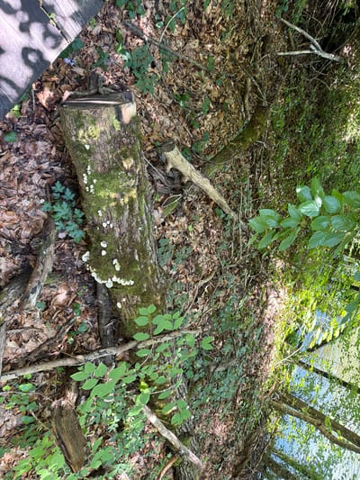 The image depicts a woodland floor in Sovata, Romania, dominated by decaying organic matter. A moss-covered tree stump, cut horizontally, is centrally located, with several small, white fungi growing on its surface. Surrounding the stump is a dense layer of fallen leaves, interspersed with green undergrowth and exposed tree roots. A wooden plank or boardwalk is visible in the upper left quadrant, casting a dappled shadow onto the leaf litter. The background shows a dense thicket of trees and foliage, with glimpses of a body of water reflecting the blue sky and sunlight, suggesting a natural or park-like setting. There are no people or animals visible in the scene.