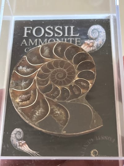 The image captures a close-up, top-down view of a sliced ammonite fossil encased in a clear plastic display box. The fossil, exhibiting an intricate spiral pattern, reveals its internal chambers and septa, which are distinctly outlined in a lighter color against the darker, brownish-black infill of the chambers. Some of the chambers contain visible crystalline or geode formations, suggesting mineralization.

The fossil rests on a matte black background card within the display case. Along the left side of this card, prominent white text runs vertically, clearly spelling "FOSSIL AMMONITE". Below "AMMONITE," an additional word, possibly "SLICED" or "CUT," is partially obscured. Two detailed illustrations of complete ammonites (or similar cephalopods) are also visible on the black card: one in the top-left corner and another smaller one in the bottom-right. Faint text and a small, circular, spiky logo are barely discernible in the top-right section of the card, likely indicating the origin or type of specimen, possibly reading "FOSSIL" and "GEOLOGY".

No people are present, and no activity is taking place; the image is a static display of the fossil. The setting is indoors, with reflections on the clear plastic casing suggesting artificial lighting. There are no direct visual cues within the image to indicate its specific location, though the provided context places it in Middle Park, Australia. The overall impression is one of a preserved paleontological specimen.
