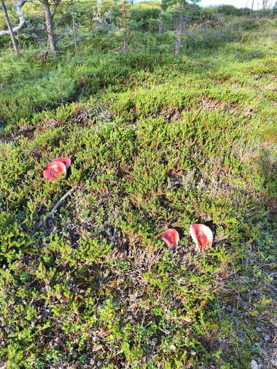 The image displays a natural, outdoor scene in Nyby, Norway, characterized by dense, low-lying green vegetation interspersed with small pine trees and fallen branches. The ground is covered in a carpet of moss and small shrubs, typical of a forest floor. In the foreground, four distinct red mushrooms are visible. Two mushrooms are grouped together on the left side of the frame, appearing slightly larger and with more open caps. To the right and further down, two more red mushrooms are present, one appearing more intact than the other, which seems to have been damaged. The lighting suggests it is daytime, with sunlight illuminating the scene from the right, casting subtle shadows. The overall impression is one of a secluded, natural habitat.