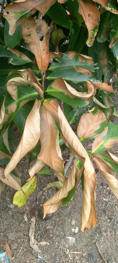 The image shows a plant with both green and brown, dry leaves. Some leaves have holes or brown spots. The plant is growing out of the ground, which is covered in dirt, small stones, and some debris, including what appears to be plastic fragments. The scene is outdoors, likely in a natural or semi-natural setting within the city of Uleemeuria, Indonesia. No people or animals are visible.