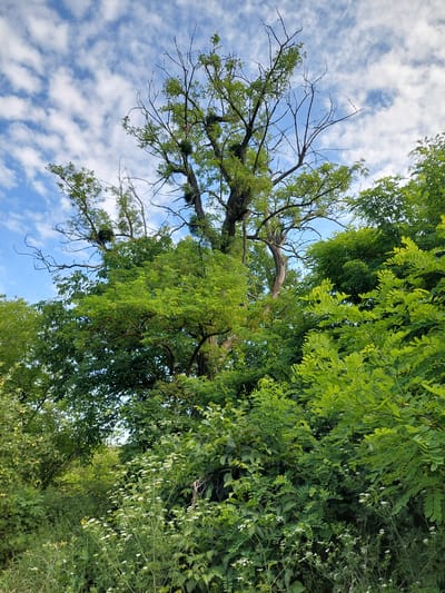 The image is a low-angle shot looking up at a dense canopy of green trees against a blue sky dotted with fluffy white clouds. The trees appear to be deciduous, with abundant foliage. On the left side of the image, a large tree with bare branches contrasts with the surrounding greenery, suggesting it might be a different species or at a different stage of its life cycle. Some of the bare branches are covered in what appear to be bird nests, possibly from a rookery.
The lighting suggests it is daytime, likely mid-morning or afternoon, given the brightness of the sky and the way the leaves are illuminated. The scene is natural and outdoors, possibly a park, forest edge, or countryside as indicated by the location context of Shpychyntsi, Ukraine. There is no visible text in the image. The overall mood is serene and natural, showcasing the lushness of the vegetation.