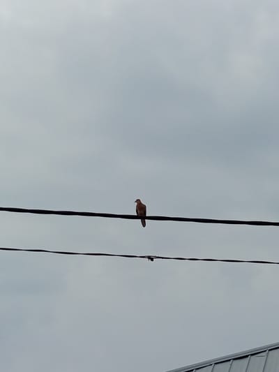 A single, light brown bird is perched on a black wire, silhouetted against a cloudy, overcast sky. The bird is facing to the left. The wire is one of two parallel wires visible in the frame, both stretching horizontally across the image. Below the wires, the edge of a gray, corrugated metal roof is visible in the bottom right corner of the frame, suggesting an outdoor setting. The cloudy sky indicates it might be daytime, possibly late afternoon or early morning given the muted light. There are no people or text visible in the image.