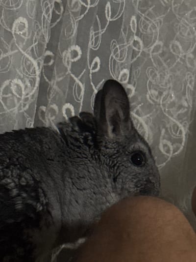 The image is a close-up, indoor shot of a chinchilla. The chinchilla is predominantly gray with dark eyes and large ears. It is positioned in the foreground, with its fur detailed and textured. Behind the chinchilla, a sheer, white curtain with an ornate, swirling pattern is visible. The lighting appears dim, casting shadows and highlighting the texture of the chinchilla's fur and the curtain's design. A portion of a human leg, with skin visible, is in the lower right corner of the frame, suggesting the chinchilla is resting on or near a person. The image does not provide any information about the city of Shakhty, Russia, or any specific location within it.