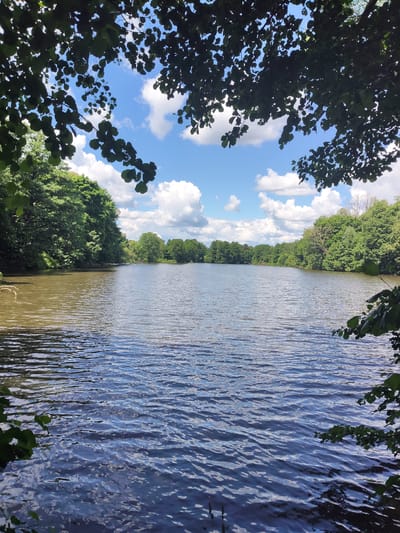 The image depicts a serene natural landscape with a body of water in the foreground, likely a river or lake. The water's surface is rippled, reflecting the bright blue sky dotted with white, fluffy clouds. Lush green trees line the banks of the water, forming a dense canopy that frames the scene from above and on the sides. The vegetation appears healthy and vibrant, suggesting a temperate climate. The overall atmosphere is peaceful and tranquil, characteristic of a natural park or a secluded natural area. There are no visible people or man-made structures, emphasizing the untouched beauty of the environment. The location is identified as a natural area in the city of Skurikhino, Russia.