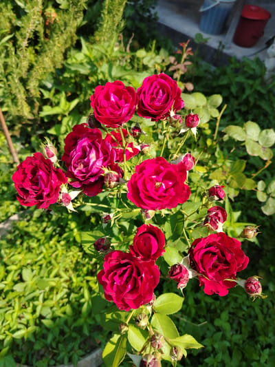 A cluster of deep red roses is in bloom against a backdrop of lush green foliage. The roses, with their layered petals, are the primary focus, showcasing their vibrant color and intricate structure. Some of the roses are fully open, revealing their inner complexity, while others are still in bud, hinting at future blooms. The surrounding leaves are a bright, healthy green, illuminated by natural sunlight. In the background, a hint of an outdoor setting is visible, with a concrete wall and two containers, one blue and one red, suggesting a residential or garden area. The image appears to have been taken in Shaki, Azerbaijan, as indicated by the context.